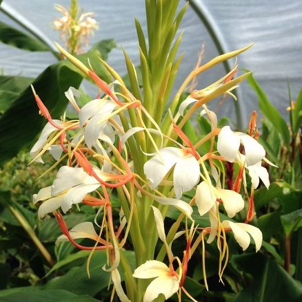 Hedychium Essential Oil 2